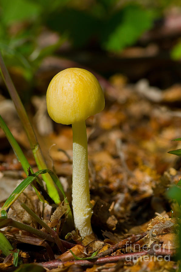 Yellow Fieldcap Mushroom Photograph by Steen Drozd Lund