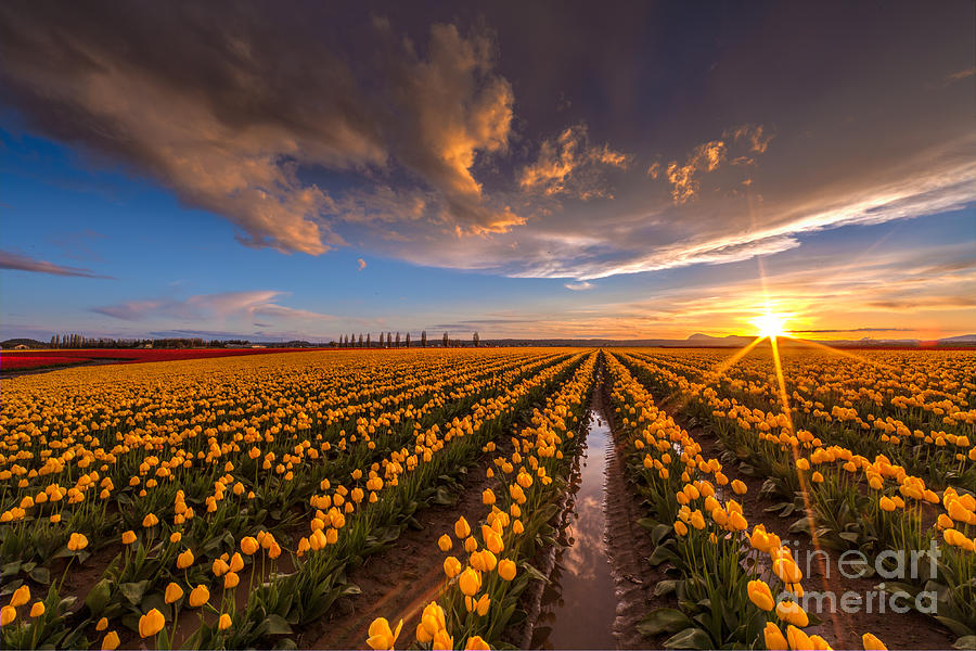 Tulip Fields Photograph - Yellow Fields and Sunset Skies by Mike Reid