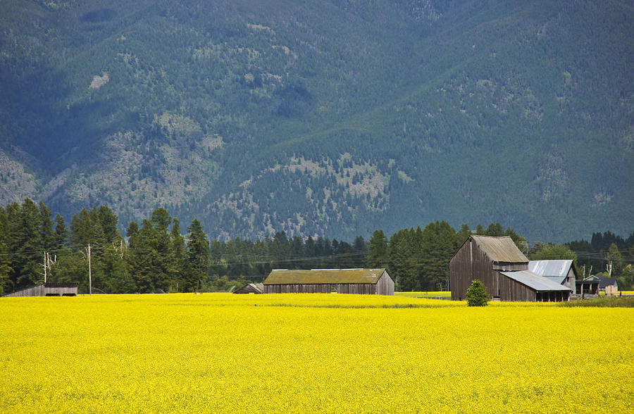 Yellow Fields Photograph by Brian Kamprath
