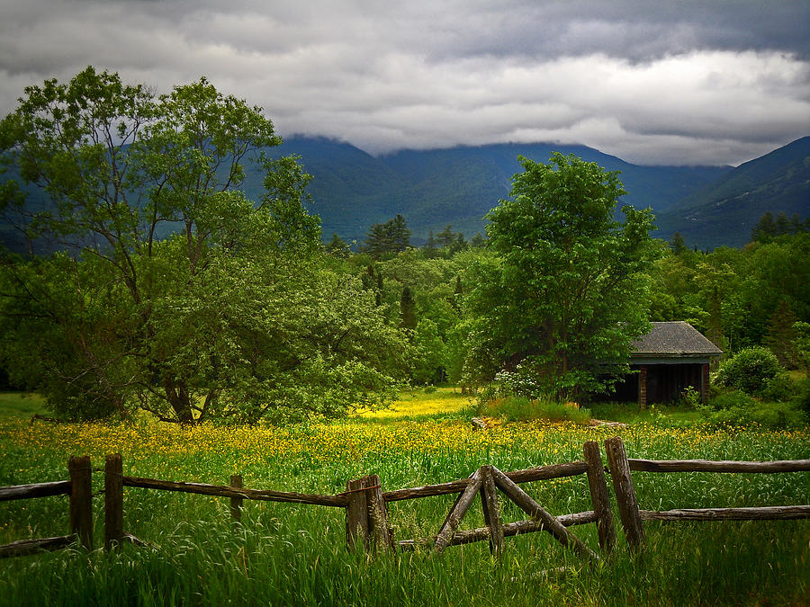 Yellow fields in Franconia New Hampshire Photograph by Nancy Griswold