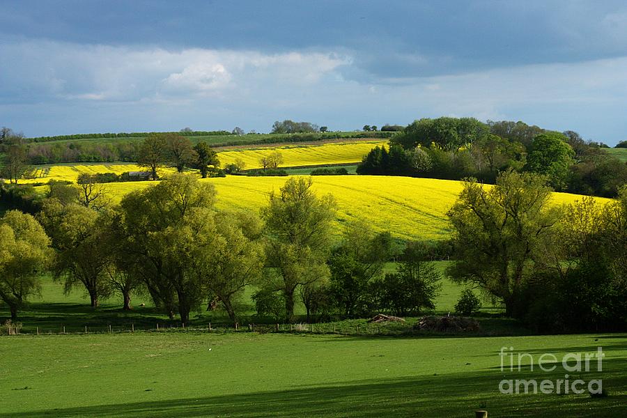 Yellow Fields in the Sun Photograph by Jeremy Hayden