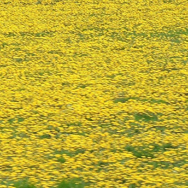 Flower Photograph - Yellow Fields by Kelli Stowe