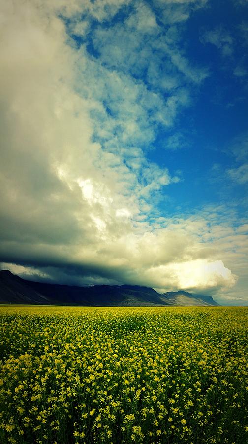 Mountain Photograph - Yellow Fields by Sarah Pemberton