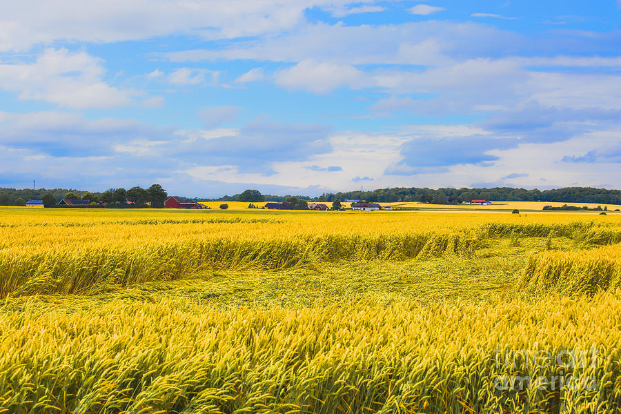 Yellow Fields Sweden Photograph by Rick Bragan