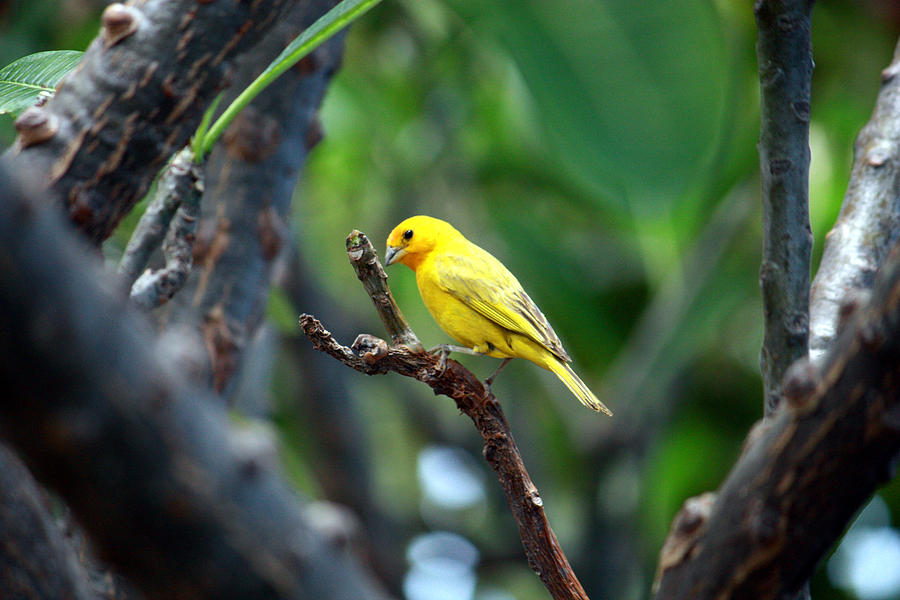 Yellow Finch 2 Photograph by Karen Nicholson