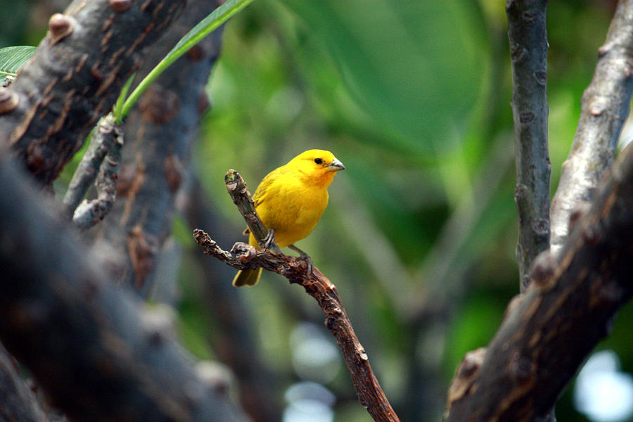 Yellow Finch 3 Photograph by Karen Nicholson