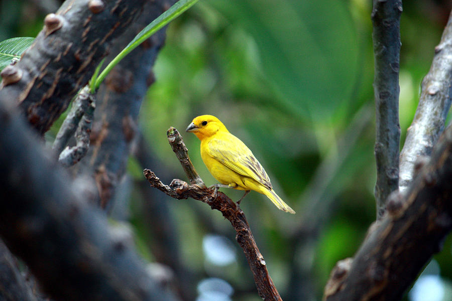 Yellow Finch 4 Photograph by Karen Nicholson