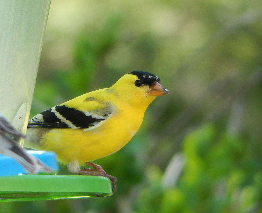 Yellow Finch Photograph by Betty-Anne McDonald