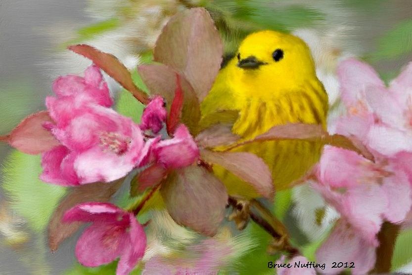 Yellow Finch Painting by Bruce Nutting