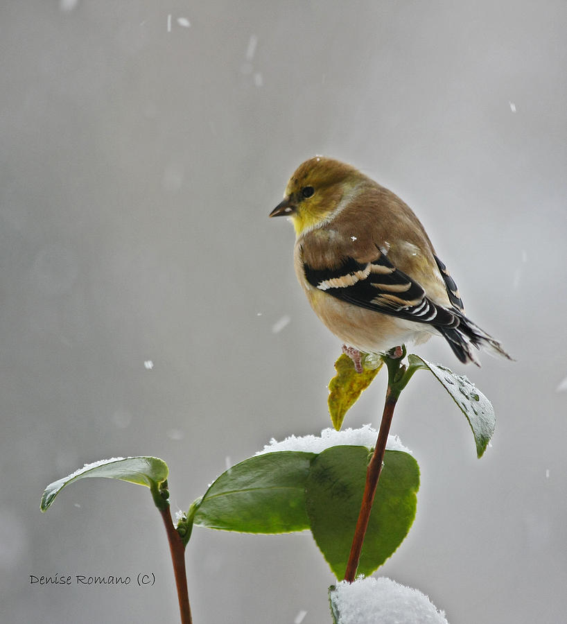 Goldfinch #2 Photograph by Denise Romano