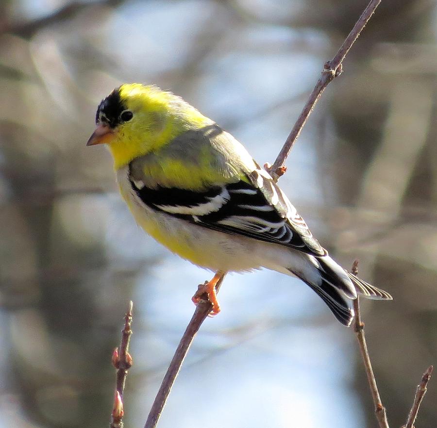 Yellow Finch Photograph by Diane Carlson - Fine Art America