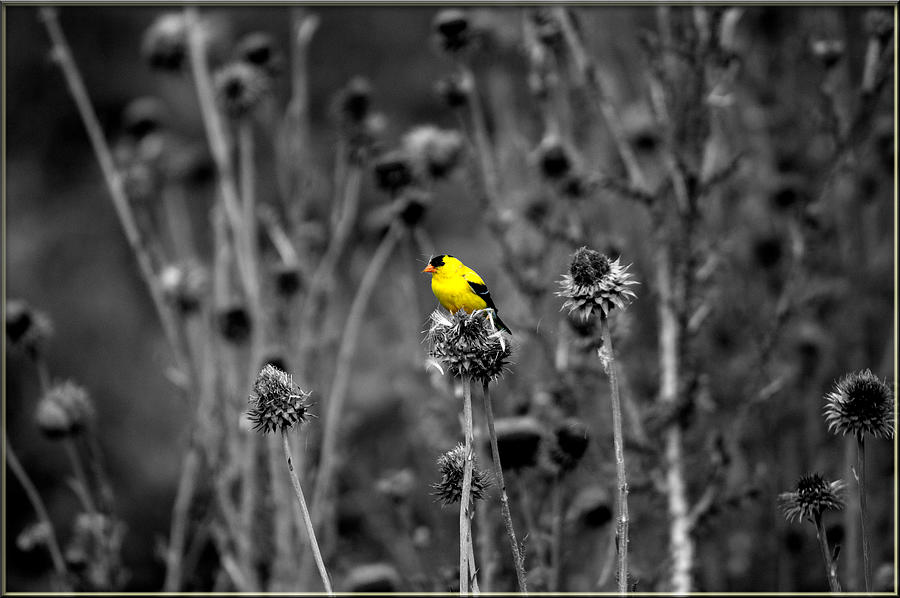 Yellow Finch Photograph by Jens Larsen