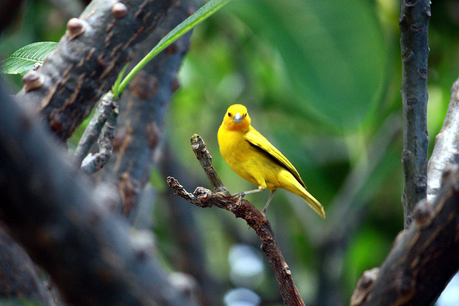Yellow Finch Photograph by Karen Nicholson
