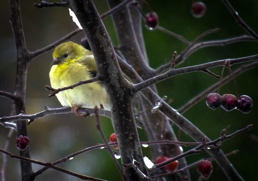 Finch Photograph - Yellow Finch by Karen Wiles