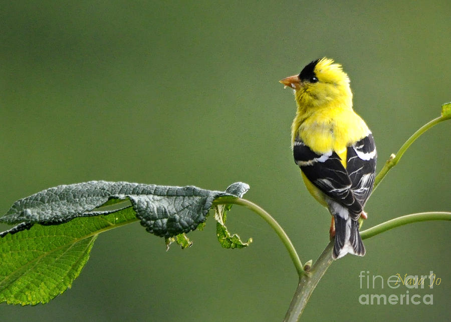 Yellow Finch Photograph by Nava Thompson