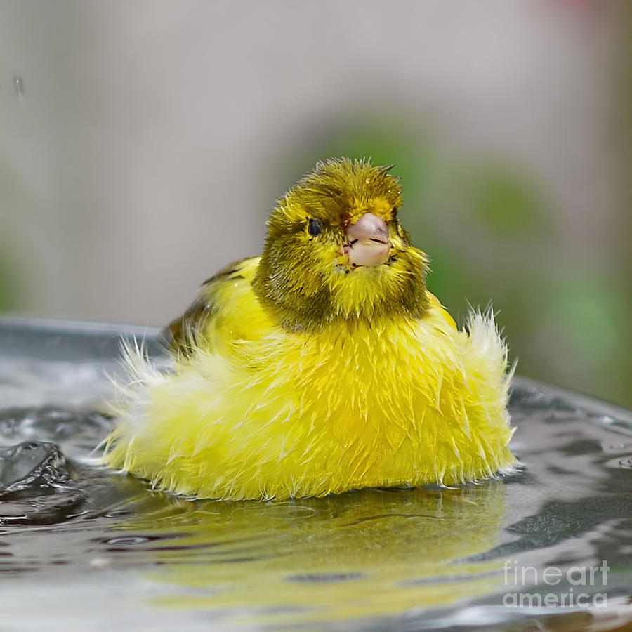 Finch Photograph - Yellow Finch by Olga Hamilton