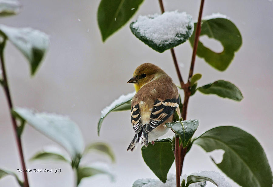 Goldfinch On Branch Photograph by Denise Romano