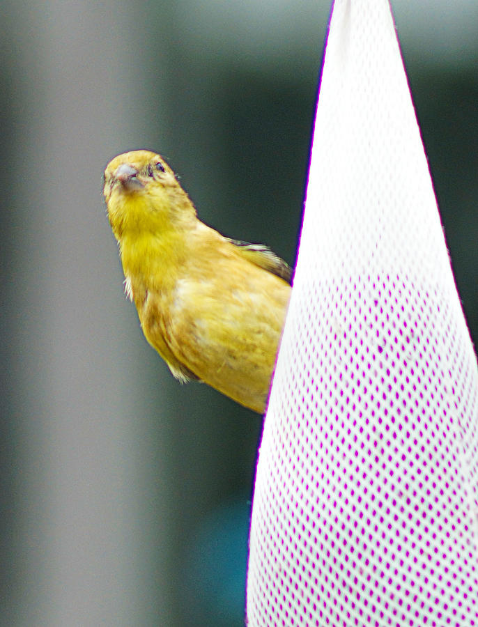 Yellow finch on Feed bag Photograph by Ron Roberts