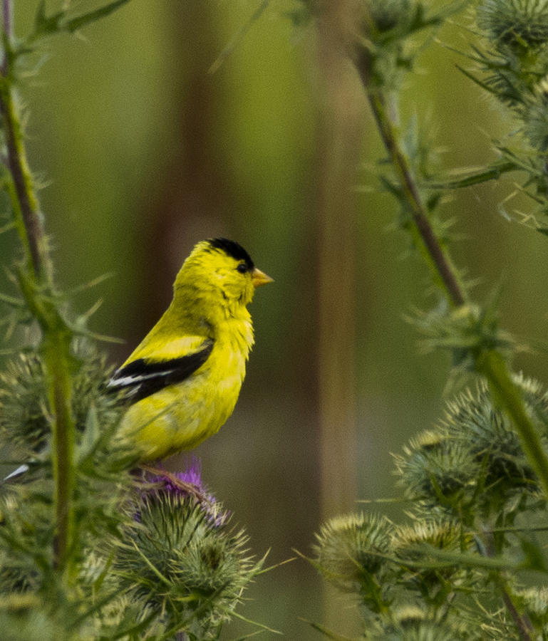 Yellow Finch Photograph