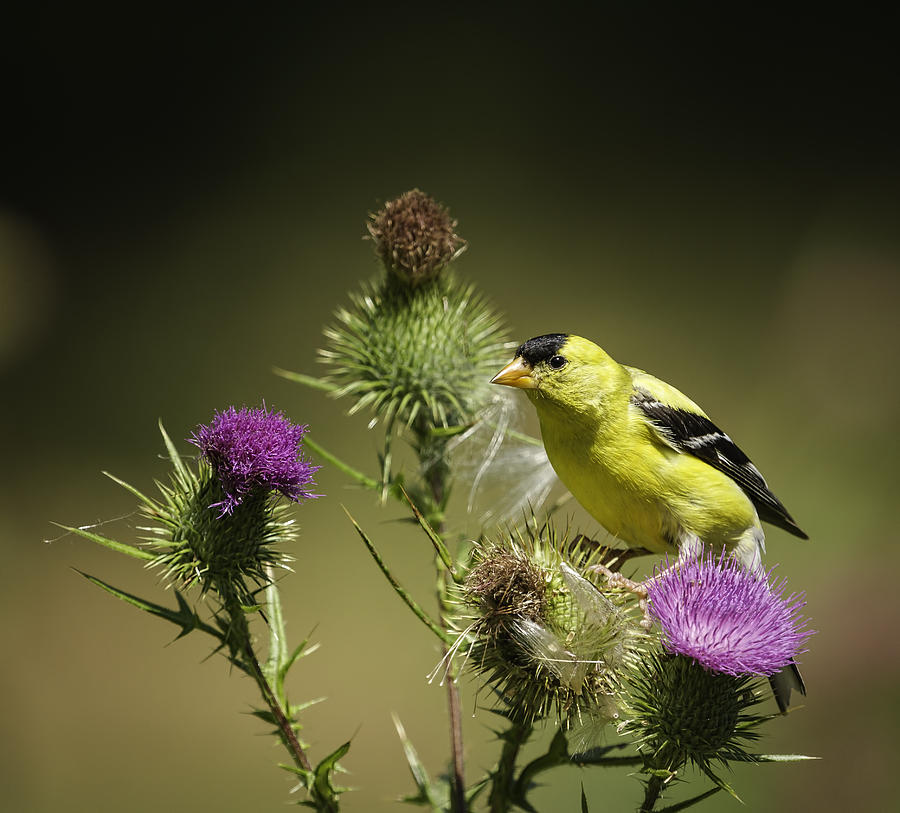 Finch Photograph - Yellow Finch by Thomas Young