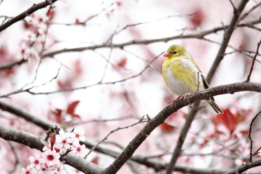 Yellow Finch Photograph by Trina  Ansel