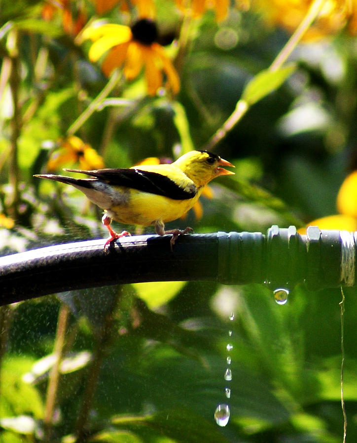 Camera Photograph - Yellow Finch With A Water Leak by M Three Photos