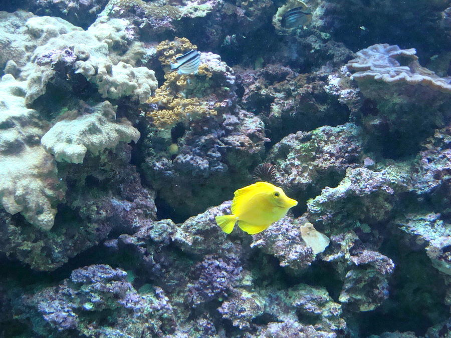 Yellow Fish Photograph by Anthony Seeker
