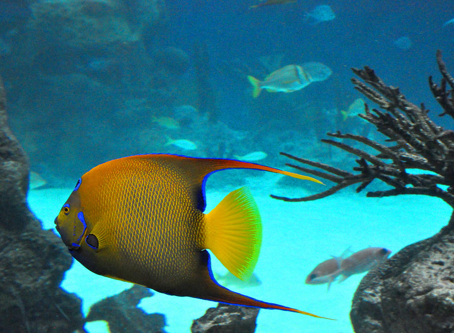 Yellow Fish at New York Aquarium Photograph by Diane Lent