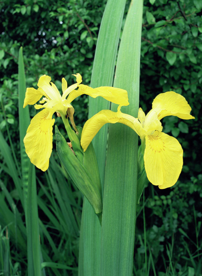 Yellow Flag Iris Photograph by Paul Harcourt Davies/science Photo ...