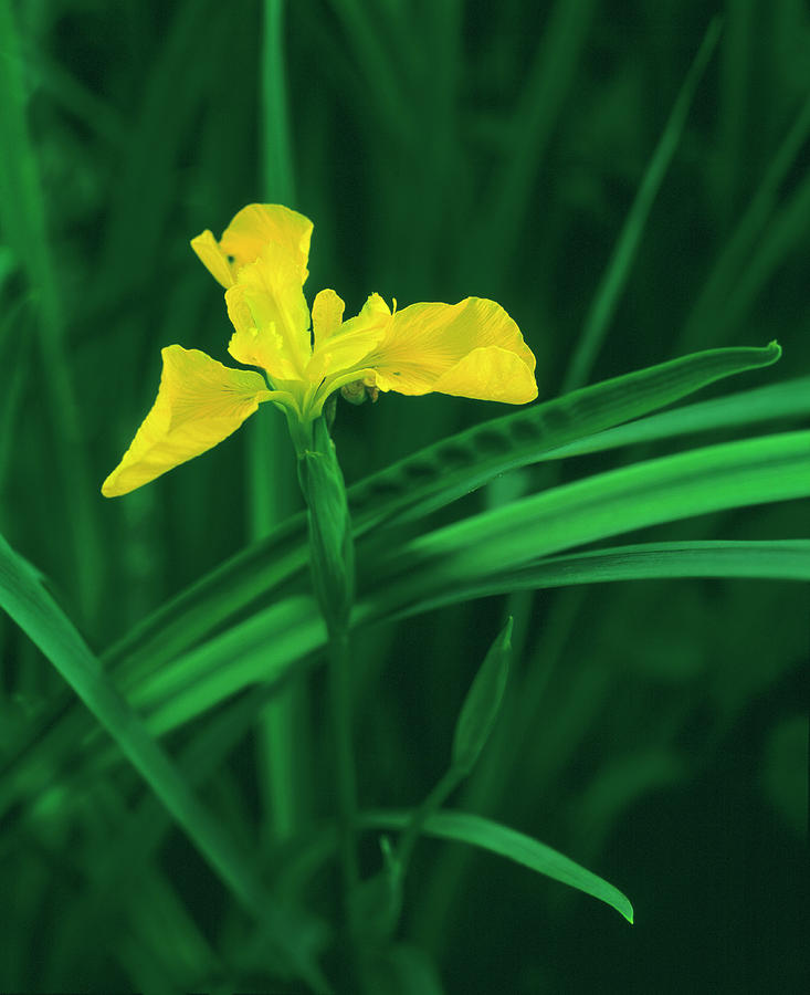 Yellow Flag Iris Photograph by Simon Fraser/science Photo Library
