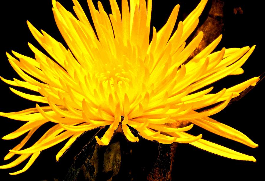 Flowers Still Life Photograph - Yellow Flash by Ian  MacDonald