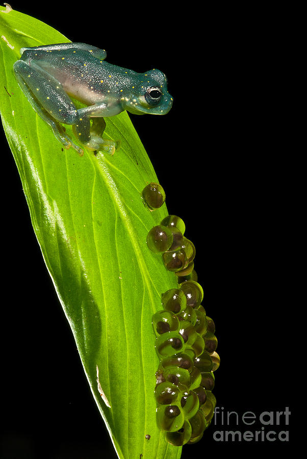 Yellow-flecked Glass Frog Guarding Eggs Photograph by Dant Fenolio