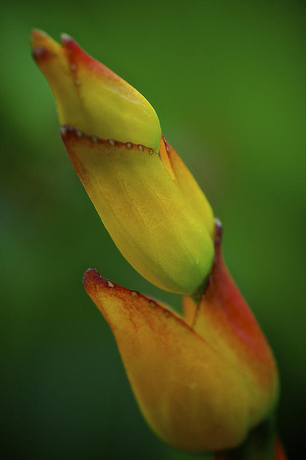 Yellow Flora Photograph by Arj Munoz