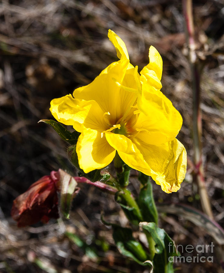 Hawaiian Flowers Photograph - Yellow flower  2.9454 by Stephen Parker
