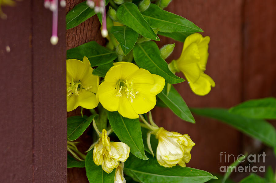 Yellow Flower Photograph - Yellow flower  5.1447 by Stephen Parker
