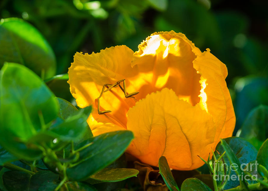 San Diego Zoo Photograph - Yellow Flower 5.2775 by Stephen Parker
