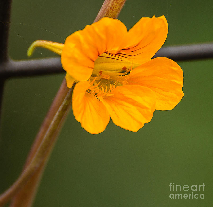 San Diego Zoo Photograph - Yellow flower A1767 by Stephen Parker