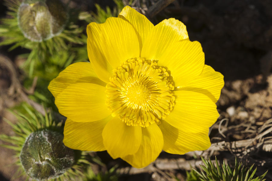 Yellow flower adonis vernalis Photograph by Matthias Hauser