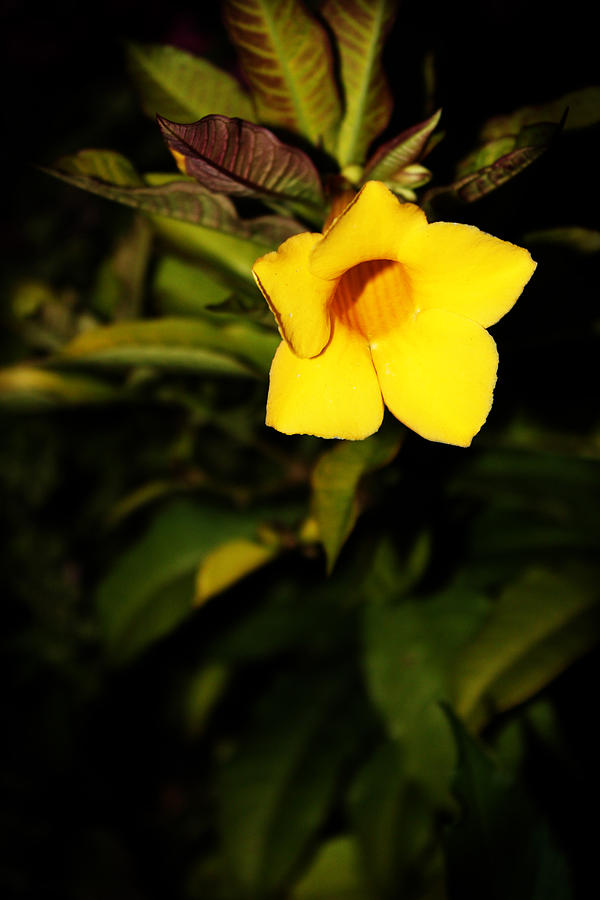 Yellow Flower Alone Photograph by Audrey Robillard