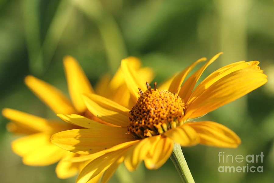 Nature Photograph - Yellow Flower by Amanda Mohler