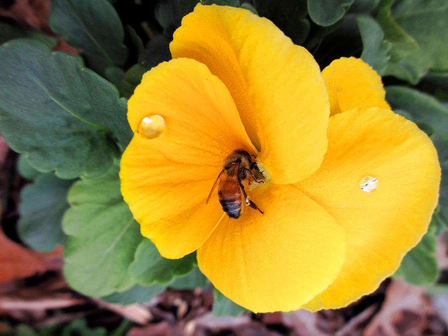 Yellow Flower and Bee Meet Photograph by Morgan Carter