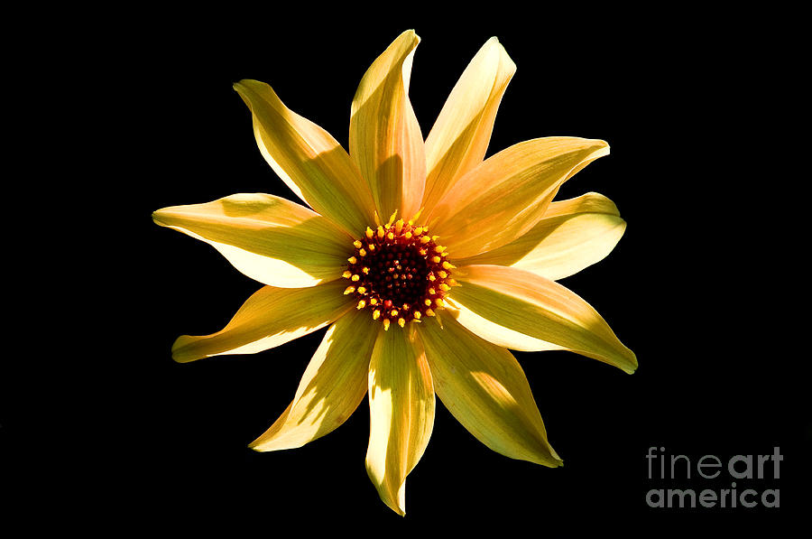 Yellow Flower Available Light Photograph by Terry Elniski