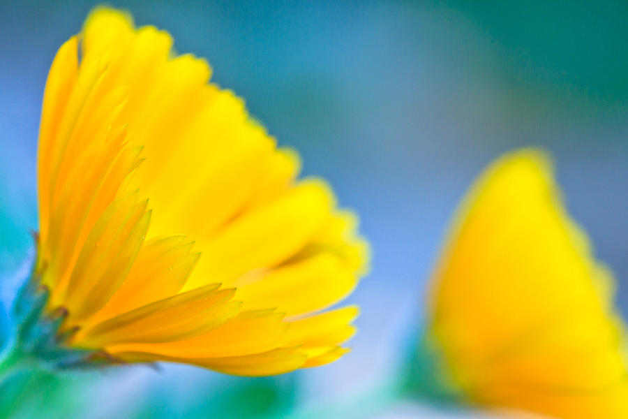 Yellow Flower Photograph by Ben Graham