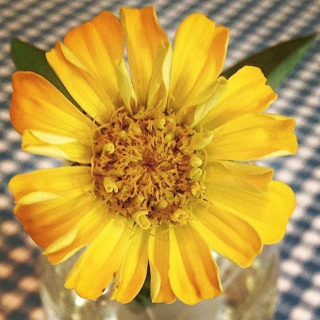 Flowers Still Life Photograph - #yellow #flower #blooming by Sarah Johanson