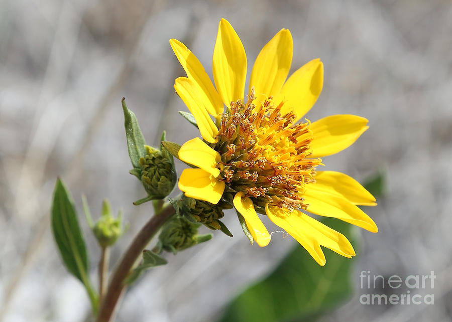 Yellow Flower - Careys Balsamroot Photograph by Carol Groenen