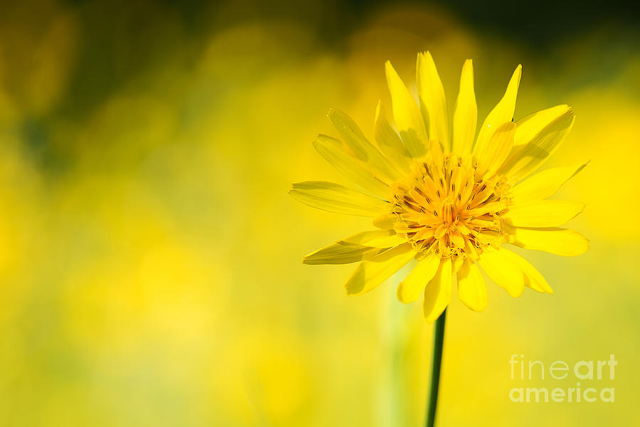 Yellow flower Photograph by Christine Sponchia