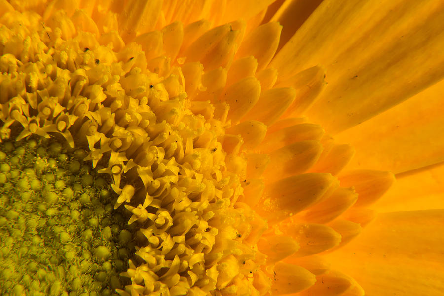 Yellow flower - close-up Photograph by SAURAVphoto Online Store