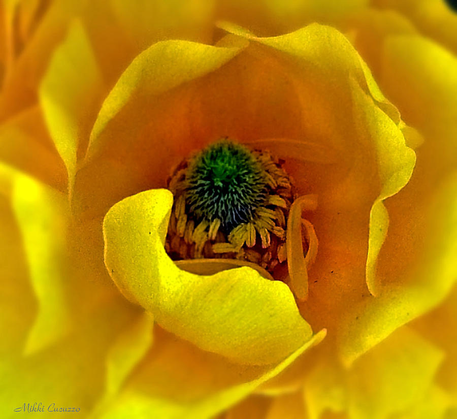 Yellow Flower Closeup Photograph by Mikki Cucuzzo