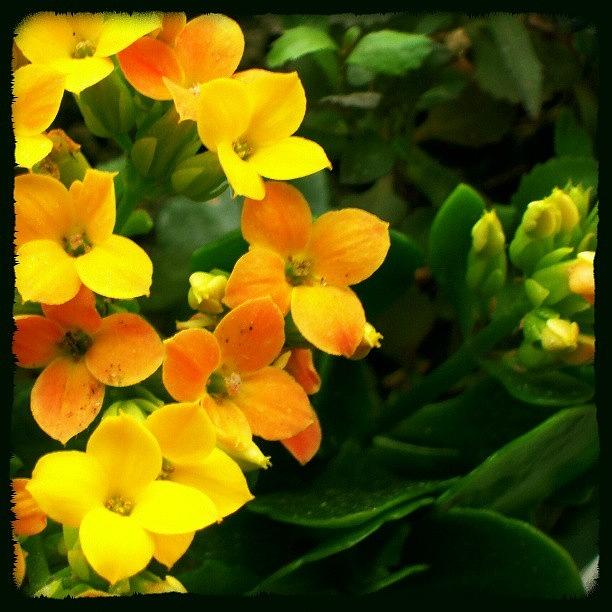 Nature Photograph - #yellow #flower  #color #colour by Juan Parafiniuk