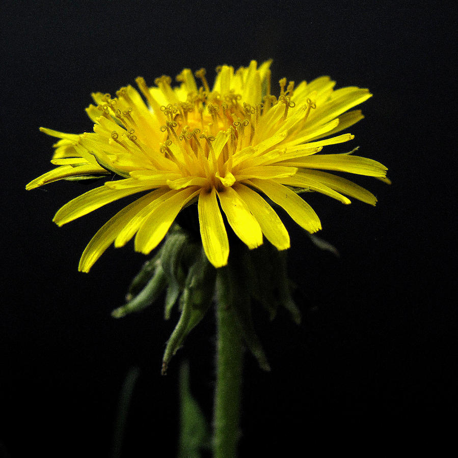 Yellow Flower Photograph by Dorin Adrian Berbier